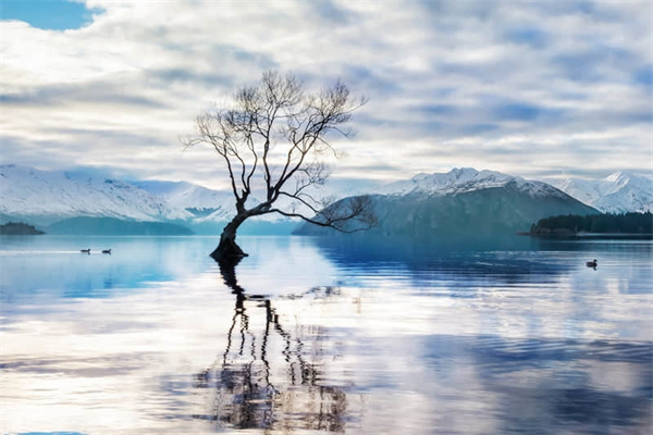 仓鼠观察日记600字