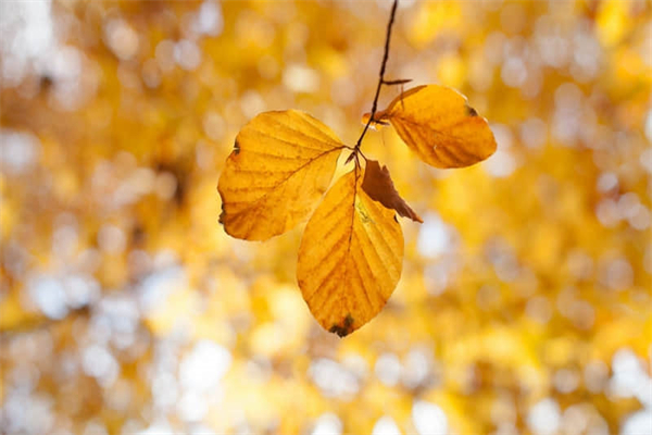 美丽的赤峰作文300字