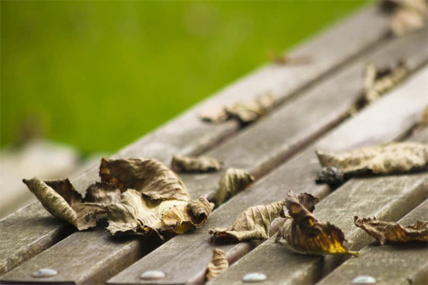 假如我会飞作文500字