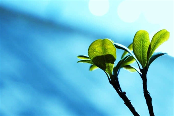 二十年后的家乡500字五年级作文