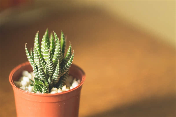 我的拿手好戏作文开头