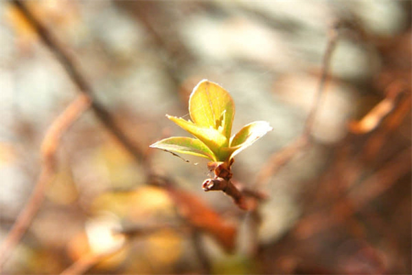 不期而遇的温暖600字