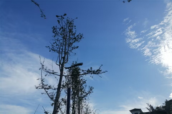 厦门新速度作文800字